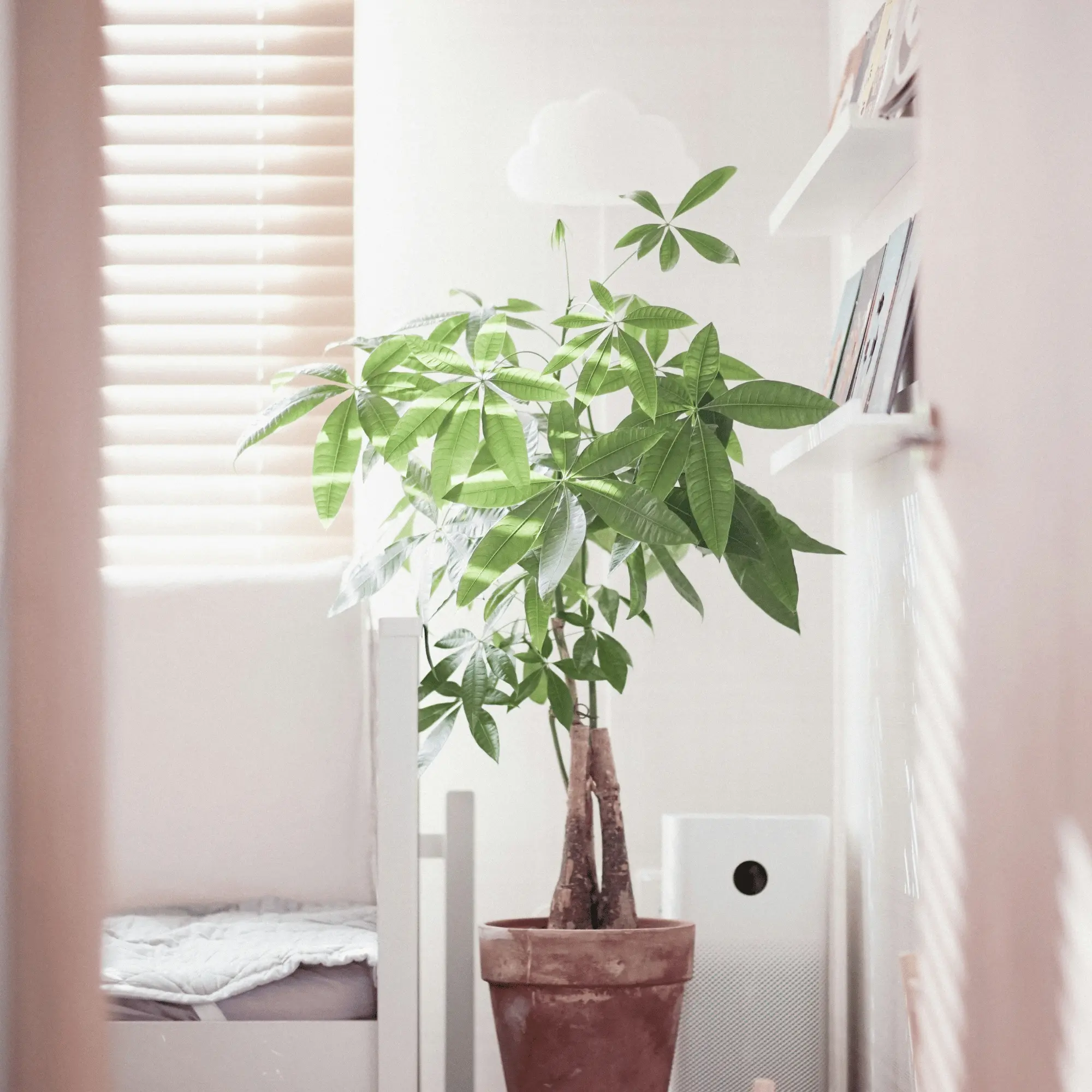 家づくり風水・家相のことならハコラボ（和歌山）